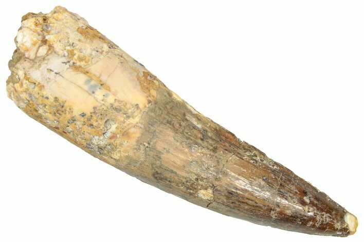 Fossil Spinosaurus Tooth - Real Dinosaur Tooth #357804